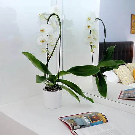 Laterano 238 * רומא